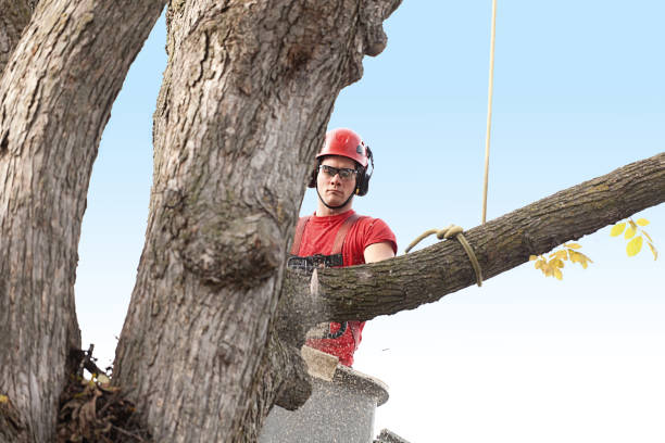 How Our Tree Care Process Works  in  Salineville, OH